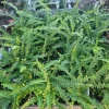 Lemon Button Fern Live Plant – Nephrolepis Cordifolia – 4-6" Tall – 2" Pot – Indoor - Image 1