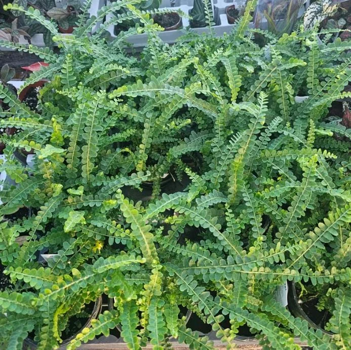 Lemon Button Fern Live Plant – Nephrolepis Cordifolia – 4-6" Tall – 2" Pot – Indoor - Image 1