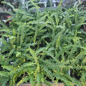 Lemon Button Fern Live Plant - Nephrolepis cordifolia 'Duffii' - 4in Pot - Indoor - Image 5