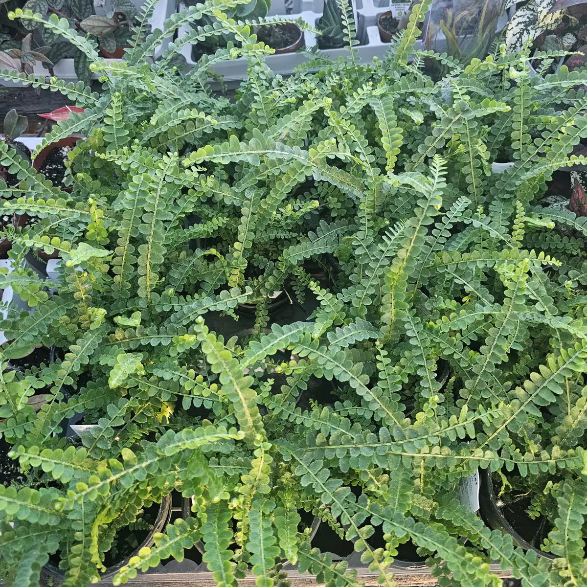 Lemon Button Fern Live Plant - Nephrolepis cordifolia 'Duffii' - 4in Pot - Indoor - Image 5