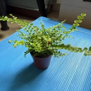 Lemon Button Fern Live Plant – Nephrolepis Cordifolia – 4-6