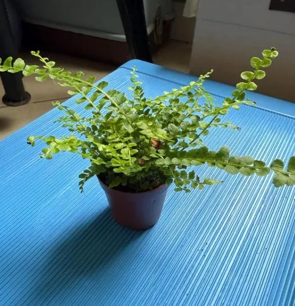 Lemon Button Fern Live Plant – Nephrolepis Cordifolia – 4-6" Tall – 2" Pot – Indoor - Image 8