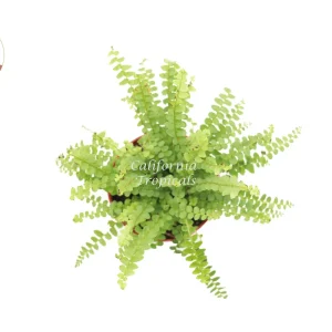 Lemon Buttons Fern Live Plant 4'' Pot - Indoor Houseplant - Image 2