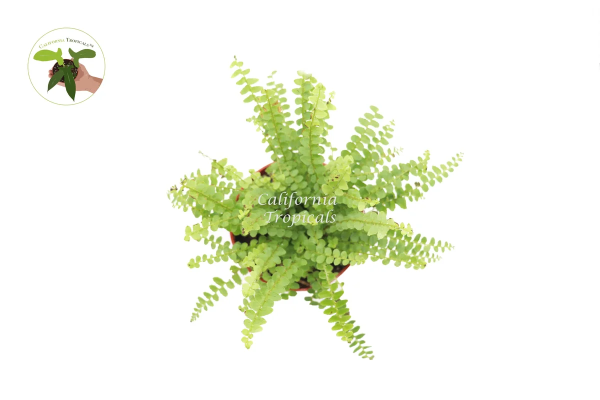 Lemon Buttons Fern Live Plant 4'' Pot - Indoor Houseplant - Image 2