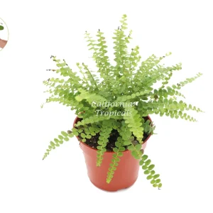 Lemon Buttons Fern Live Plant 4'' Pot - Indoor Houseplant - Image 1