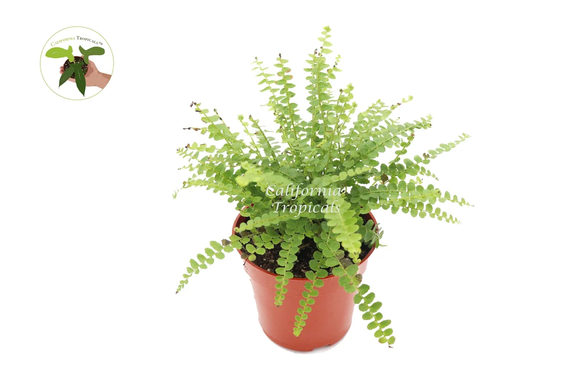 Lemon Buttons Fern Live Plant 4'' Pot - Indoor Houseplant - Image 1