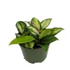 Lemon & Cream Hoya Carnosa Wax Plant - Live House Plant - 4 inch Pot - Image 1