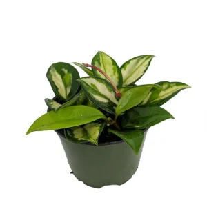 Lemon & Cream Hoya Carnosa Wax Plant - Live House Plant - 4 inch Pot - Image 1