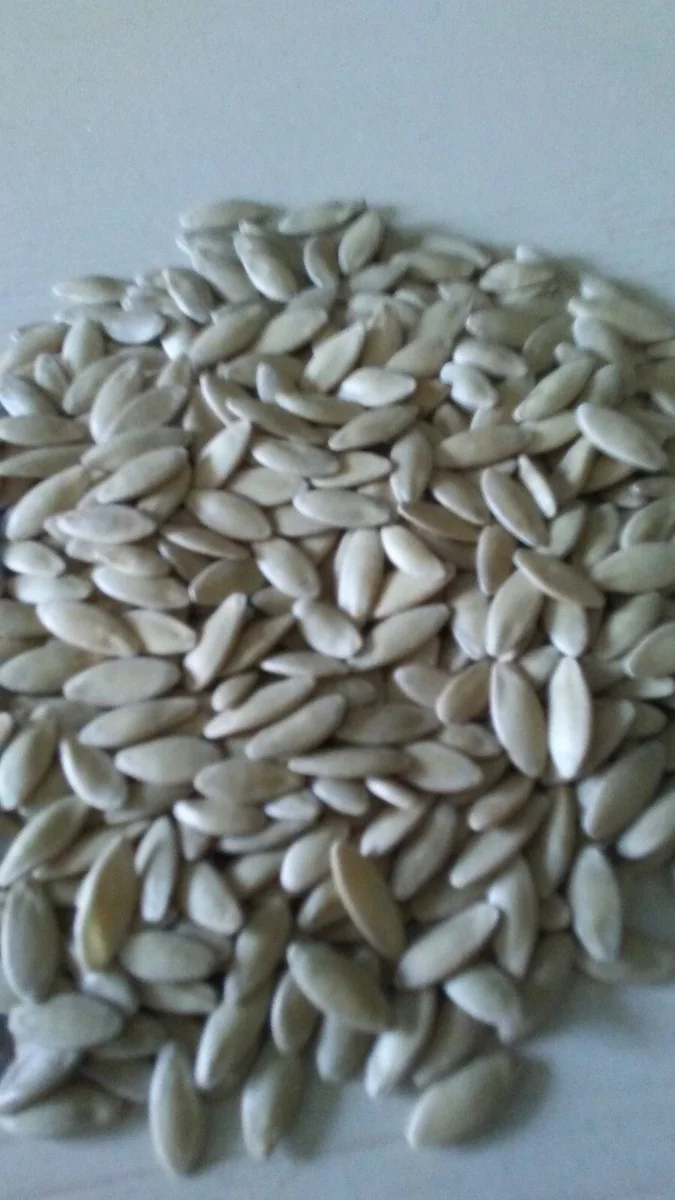 Lemon Cucumber Seeds - Heirloom Vegetable Garden Seeds, Non-GMO - Image 3