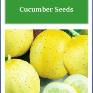 Lemon Cucumber Seeds – Non-GMO Heirloom Vegetable Seeds – Easy Grow Outdoor - Image 2