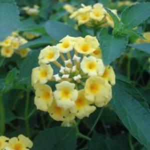 Lemon Drop Lantana Live Plant Set of 2 – 4-6 Inch Tall Starter Plants – Attracts Butterflies & Hummingbirds – Low Maintenance Outdoor - Image 5