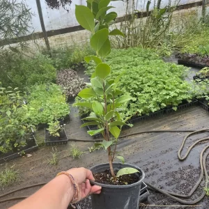 Lemon Glow Camellia Japonica Live Plant - 1 Gallon Container - Evergreen Shrub - Image 2