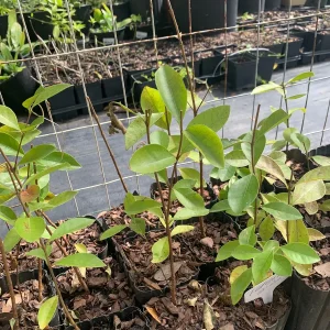 Lemon Guava Live Plant - Tropical Fruit Tree - 4-inch Pot - Psidium littorale - Image 3