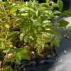 Lemon Guava Tree Live Plant - Tropical Fruit Tree in 4 inch Pot - Image 1