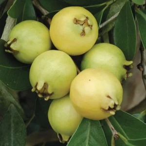 Lemon Guava Tree Live Plant - Tropical Fruit Tree in 4 inch Pot - Image 2