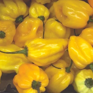 Lemon Habanero Pepper Seeds - 50+ Count - Very Hot Yellow Peppers - Non-GMO - Image 2