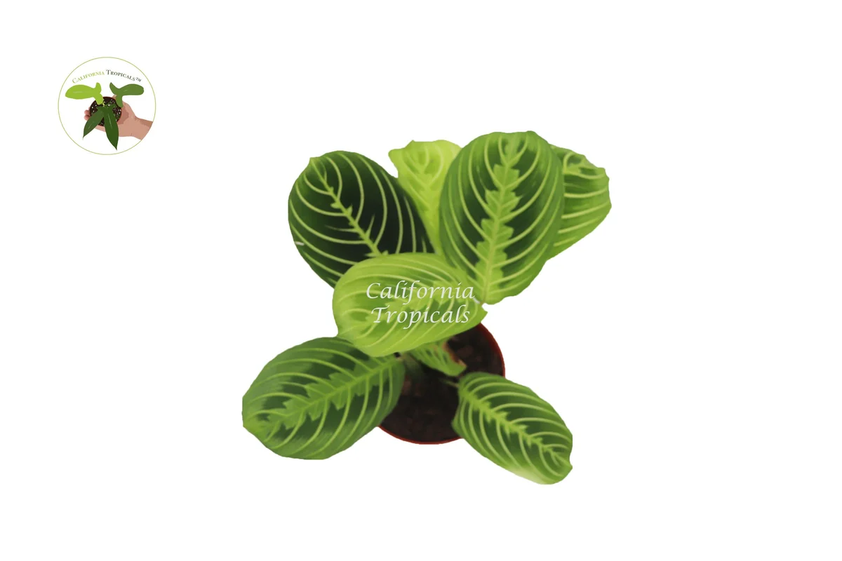 Lemon Lime Maranta Live Plant – 4 inch Pot – Indoor Prayer Plant - Image 2
