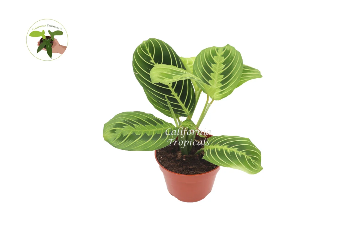Lemon Lime Maranta Live Plant – 4 inch Pot – Indoor Prayer Plant - Image 1