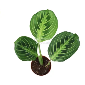 Lemon Lime Maranta Live Plant – Prayer Plant – 2 inch Pot – Indoor Houseplant - Image 2