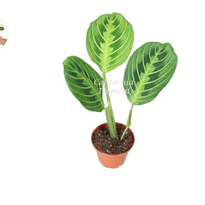 Lemon Lime Maranta Live Plant – Prayer Plant – 2 inch Pot – Indoor Houseplant - Image 1