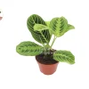 Lemon Lime Maranta Live Plant – Prayer Plant – 4 inch Pot – Indoor Foliage - Image 1