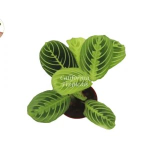 Lemon Lime Maranta Live Plant – Prayer Plant – 4 inch Pot – Indoor Foliage - Image 2