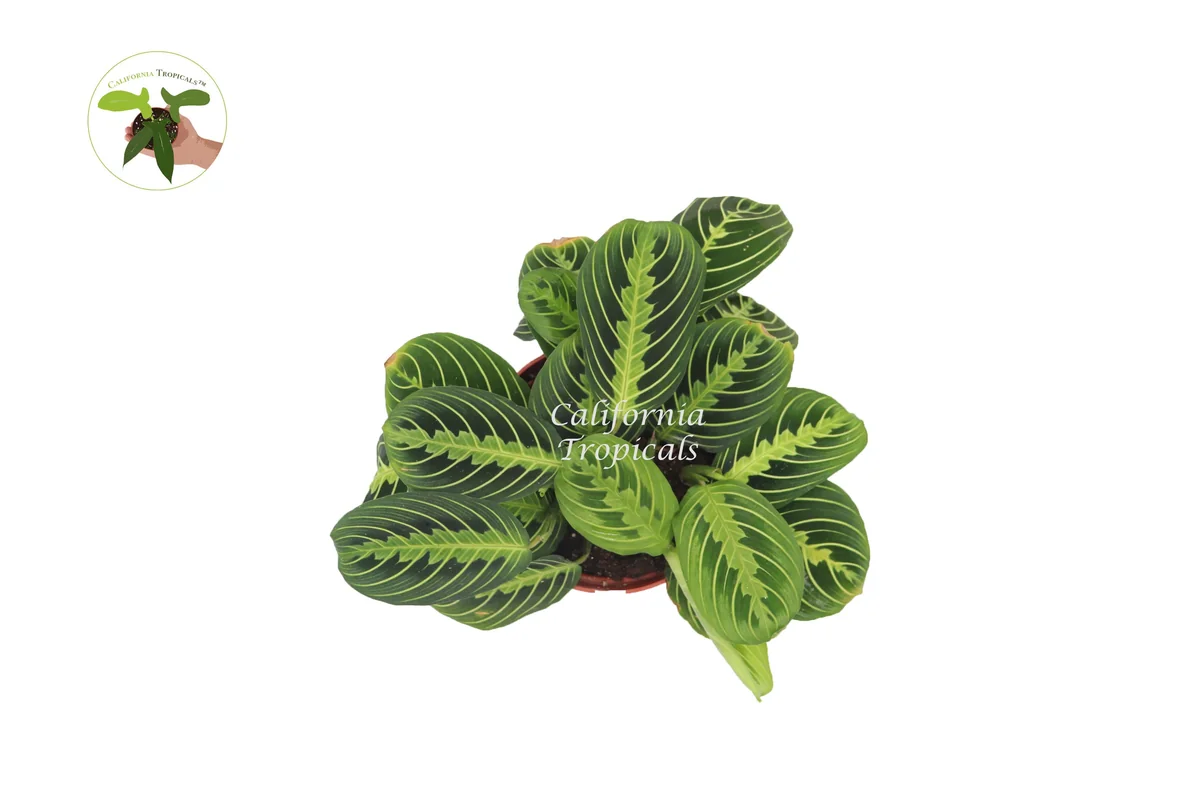 Lemon Lime Maranta Live Plant - Prayer Plant - Indoor Houseplant - Image 2