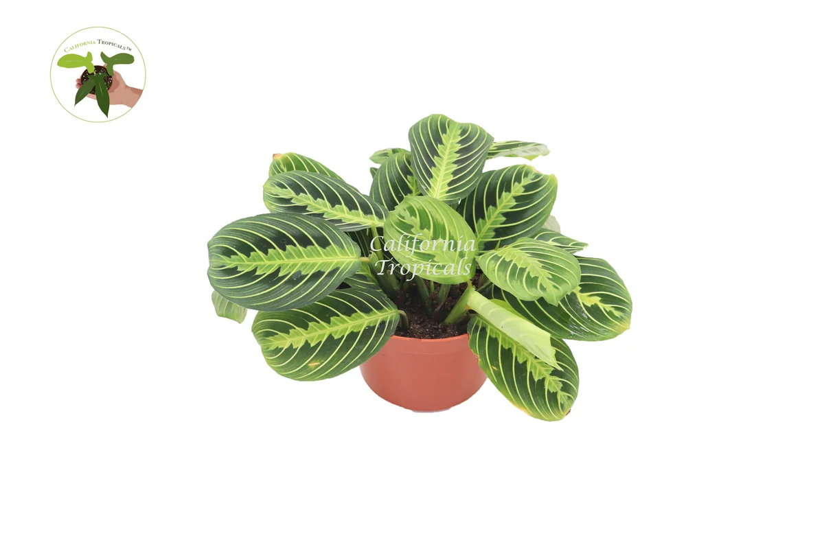 Lemon Lime Maranta Live Plant - Prayer Plant - Indoor Houseplant - Image 1