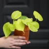 Lemon Lime Philodendron Live Plant - 3 inch Nursery Pot - Low Maintenance Indoor Vining Plant - Image 1
