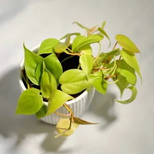 Lemon Lime Philodendron Live Plant – Neon Cordatum – 3 inch Pot – Indoor - Image 1