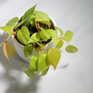 Lemon Lime Philodendron Live Plant – Neon Cordatum – 3 inch Pot – Indoor - Image 4