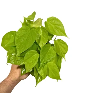Lemon Lime Philodendron Live Plant – Neon Hederaceum Cordatum – 4 inch Nursery Pot – Indoor - Image 3