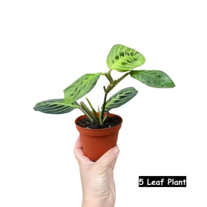 Lemon Lime Prayer Plant - Live Maranta Leuconeura Houseplant - Indoor Air Purifier - Image 6