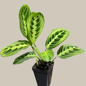 Lemon Lime Prayer Plant Live – Maranta Leuconeura Houseplant – Air Purifier Indoor Plant - Image 6