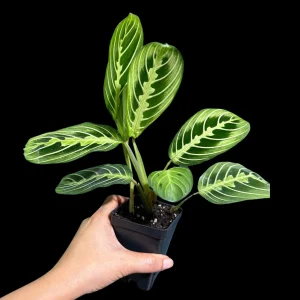 Lemon Lime Prayer Plant Live Plant – 4 Inch Pot – Maranta Leuconeura – Indoor - Image 1