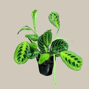 Lemon Lime Prayer Plant – Maranta Leuconeura Live Houseplant – Indoor Air Purifier - Image 10