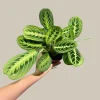 Lemon Lime Prayer Plant – Maranta Leuconeura Live Houseplant – Indoor Air Purifier - Image 1