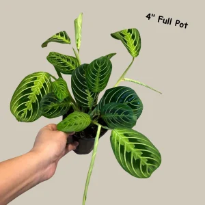 Lemon Lime Prayer Plant – Maranta Leuconeura Live Houseplant – Indoor Air Purifier - Image 2