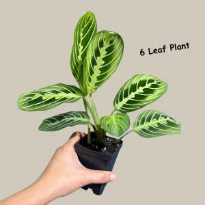 Lemon Lime Prayer Plant – Maranta Leuconeura Live Houseplant – Indoor Air Purifier - Image 3