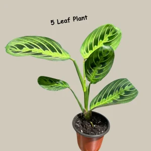 Lemon Lime Prayer Plant – Maranta Leuconeura Live Houseplant – Indoor Air Purifier - Image 4