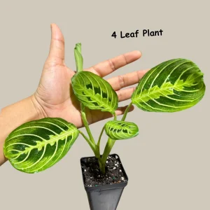 Lemon Lime Prayer Plant – Maranta Leuconeura Live Houseplant – Indoor Air Purifier - Image 5