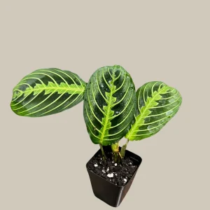 Lemon Lime Prayer Plant – Maranta Leuconeura Live Houseplant – Indoor Air Purifier - Image 8