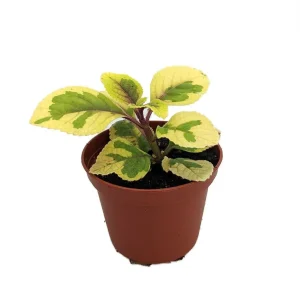 Lemon & Lime Swedish Ivy Live Plant - Plectranthus ciliatus - 2.5 inch Pot - Indoor/Outdoor - Image 1
