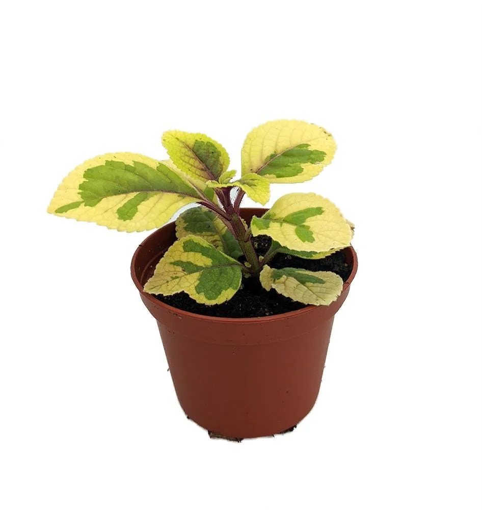 Lemon & Lime Swedish Ivy Live Plant - Plectranthus ciliatus - 2.5 inch Pot - Indoor/Outdoor - Image 1