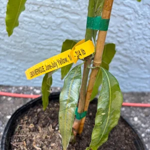 Lemon Meringue Mango Tree – Grafted Live Plant – 3 Gallon Pot, 2-3.5ft Tall - Image 3
