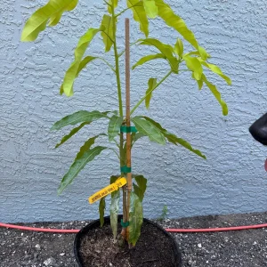 Lemon Meringue Mango Tree – Grafted Live Plant – 3 Gallon Pot, 2-3.5ft Tall - Image 1