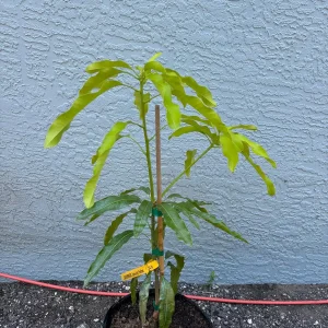 Lemon Meringue Mango Tree – Grafted Live Plant – 3 Gallon Pot, 2-3.5ft Tall - Image 9