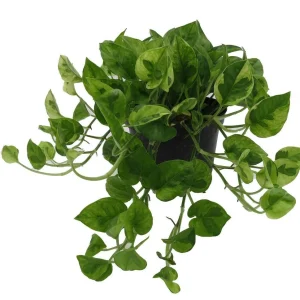 Lemon Meringue Pothos Live Plant - Epipremnum Aureum, 6 inch Pot, Indoor - Image 2