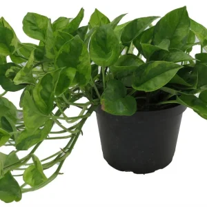 Lemon Meringue Pothos Live Plant - Epipremnum Aureum, 6 inch Pot, Indoor - Image 4