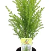 Lemon Scented Goldcrest Cypress Tree - Live Plant - 2.5" Pot - Indoor/Outdoor - Image 1
